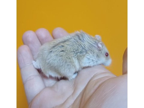 Yavru hamster gonzales