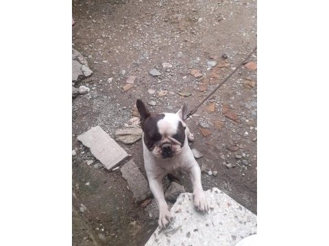 2 yaşında dişi french bulldog