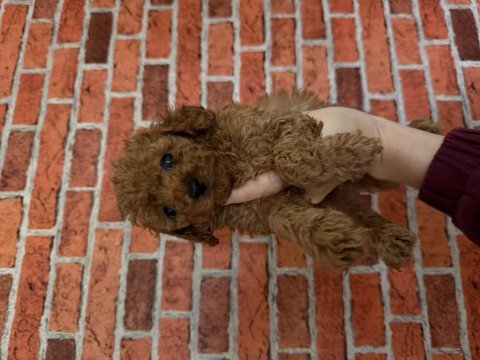 Kurabiye tadında poodle yavrularım yeni ailesini bekliyor