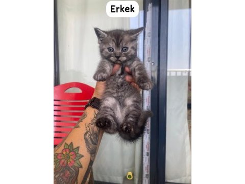 British shorthair güzellikler yeni yuvalarını arıyor