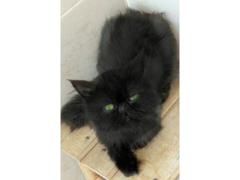 Tamamen baby face suratlı kaliteli ve sağlıklı yavru kedimiz