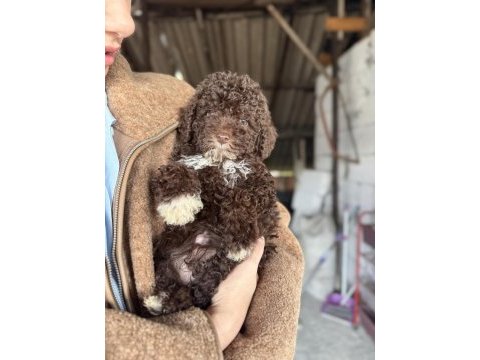 Minyatür poodle uygun