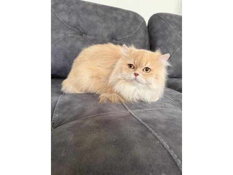 British longhair erkek