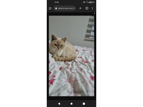3 yaşında british shorthair