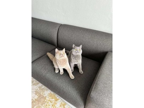 9 aylık british shorthair yavrular