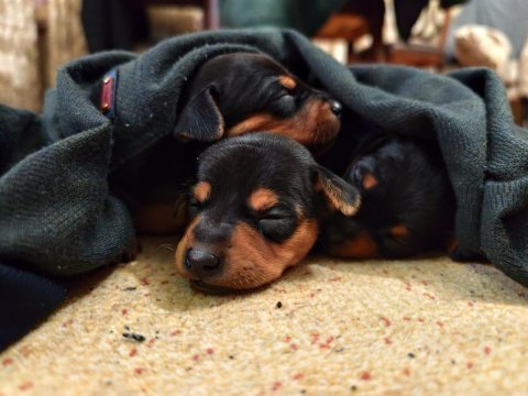 0 numara safkan minyatür pinscher çok tatlı yavrular