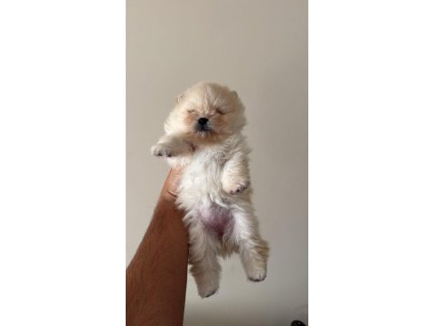 Uygun fiyata yavru pomeranian boo mevcuttur
