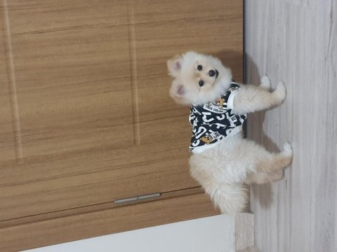5 aylik secereli egitimli pomeranian boo