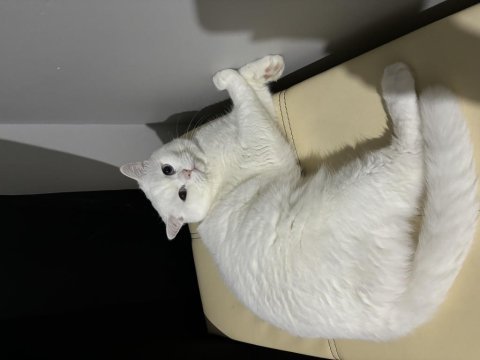 Beyaz mavi gözlü british shorthair oğluma yuva