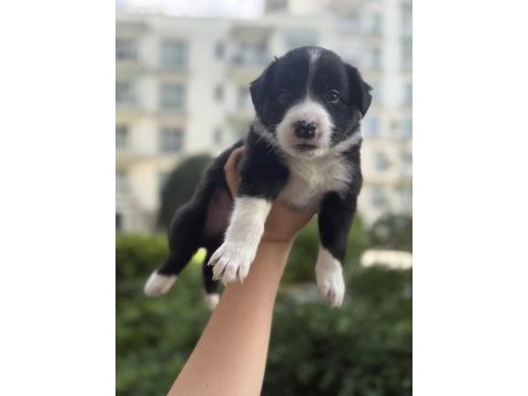 Zeki ve sevimli border collie yavrular