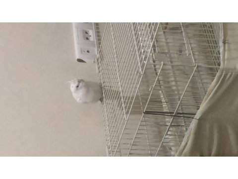 El besleme albino sultan yavrusu