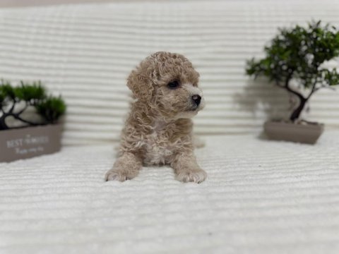 Tr en uygunu poodle bebekler