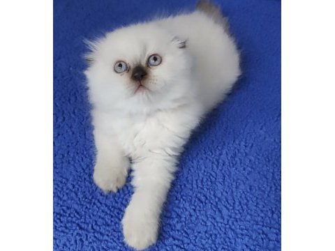 Teslime hazır mükemmel bir scottish fold