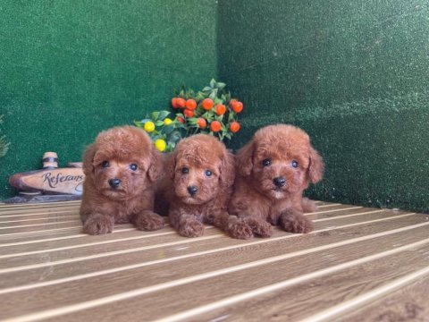 Toy poodle köpekler referans yavru