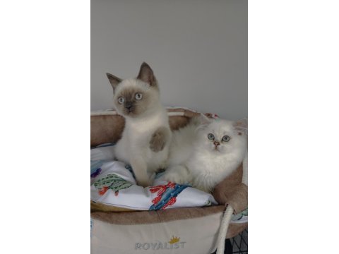 Maviş point british shorthair / longhair bebeğim 
