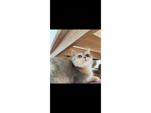 British shorthair şecereli dişi kedimiz