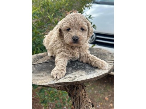 Konya içi teslim maltipoo yavrular