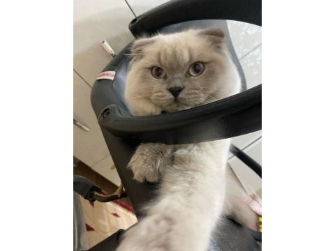 7 aylık scottish fold