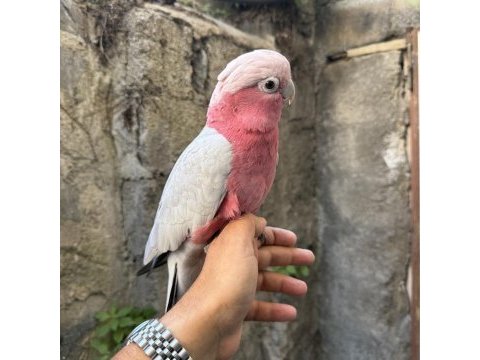 Evcil gül kakadu papağanı