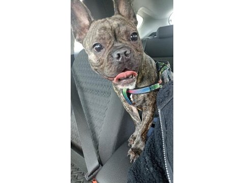 French bulldog köpeğime eş arıyorum