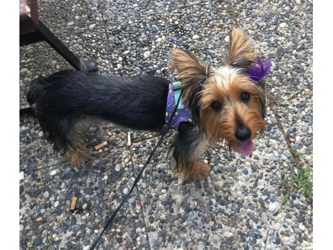 Yavru yorkshire terrier 6 aylık