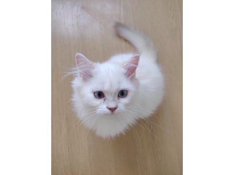 Mavi gözlü safkan british longhair yavrular