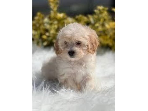 A kalite maltipoo yavrular