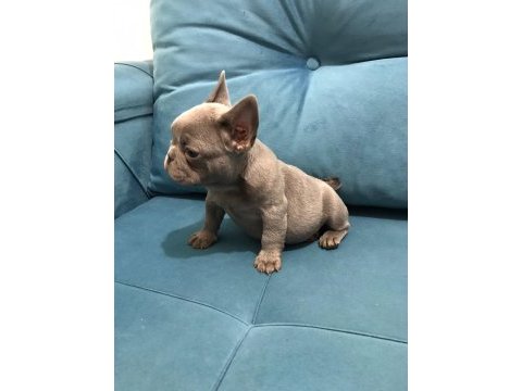 A kalite french bulldog yavrular