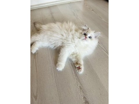 Ragdoll bebek kedimiz