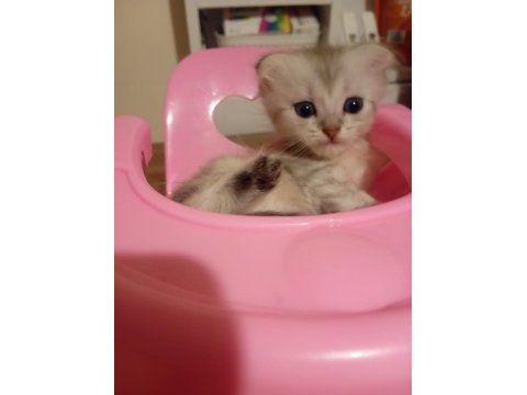 Scottish fold sahiplendirme