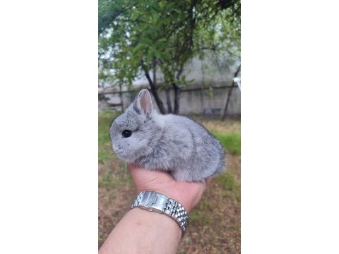 Cüce tavşan (netharlend dwarf)