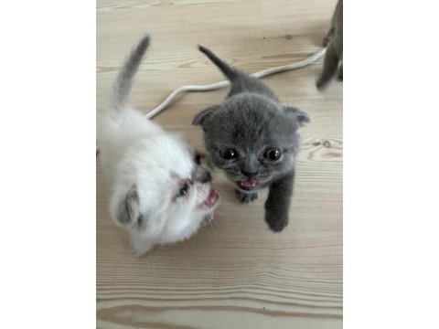Scottish fold kediler