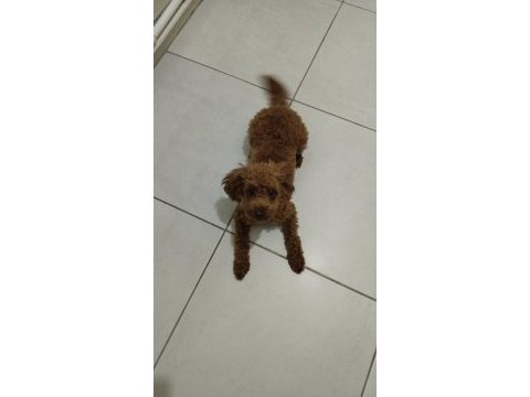 Acil toy poodle