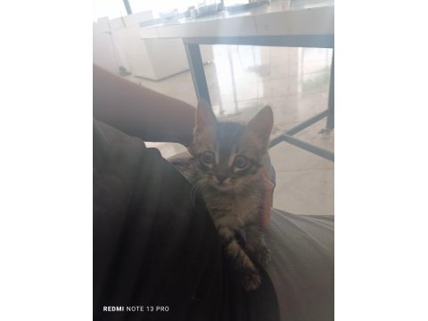 Tekir 1.5 aylık kedimiz