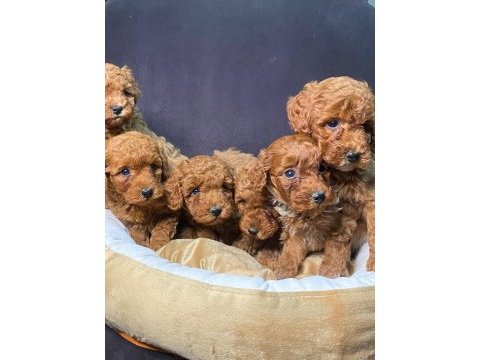 Ruhsatlı çiftliğimiz burkemden yılbaşı şekeri poodle