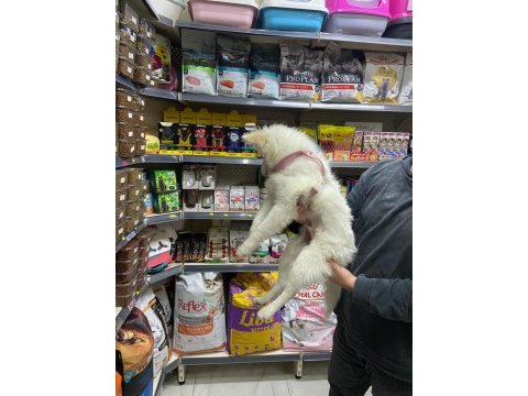 Pomeranian spitz 4.5 aylık