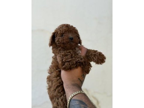 Erkek ve dişi kg garantili toy poodle bebekler
