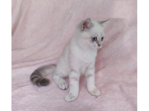 Safkan british shorthair