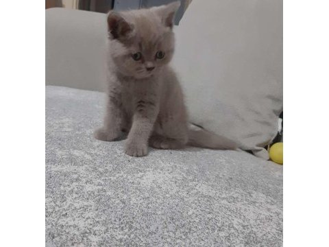 Bu tatlı minnoş kedimize yuva olmak istermisiniz