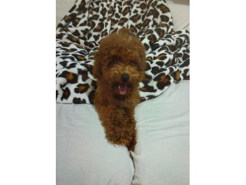 Acil toy poodle istanbul anadolu yakası
