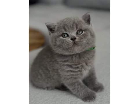 Kadife tüylü gri british shorthair