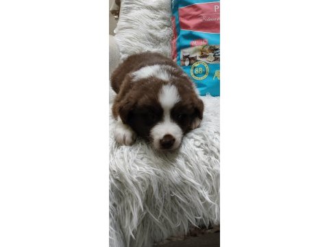 Fcı kıf şecereli border collie yavrular