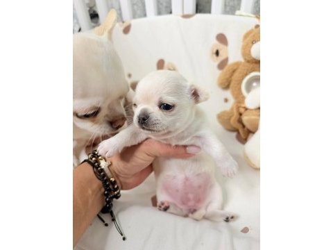 Dünya tatlısı chihuahua yavruları
