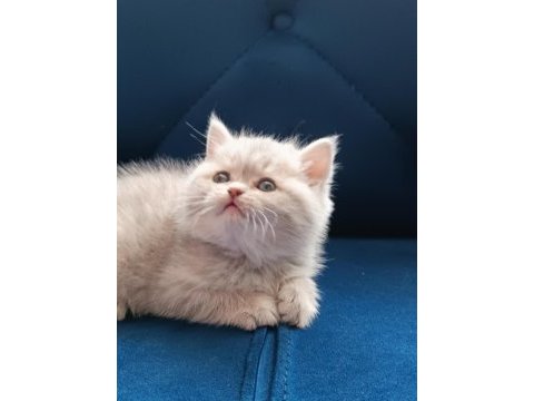 Yavrumuz iki aylık olmak üzere kırma değil exotic