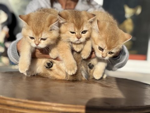 En güzel golden british shorthair yavrularımız