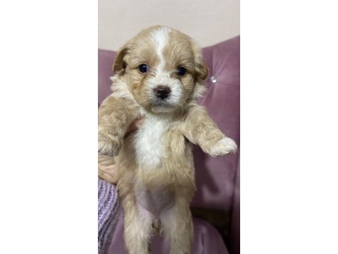 Maltipoo şekerleri yeni yuvasını arıyor