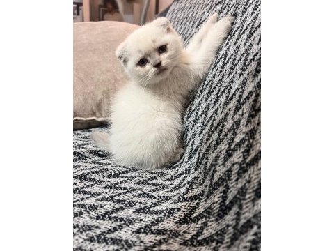 4 dişi scottish fold yuvasını bekliyor