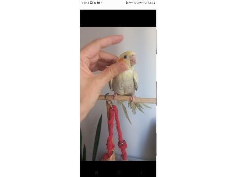 Full evcil eğitimli ısırmaz yavru sultan papağanı