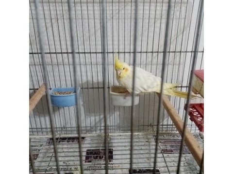 Sahibini bekliyorlar sultan papağanı
