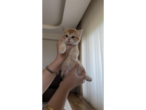 Golden british shorthair bebekler